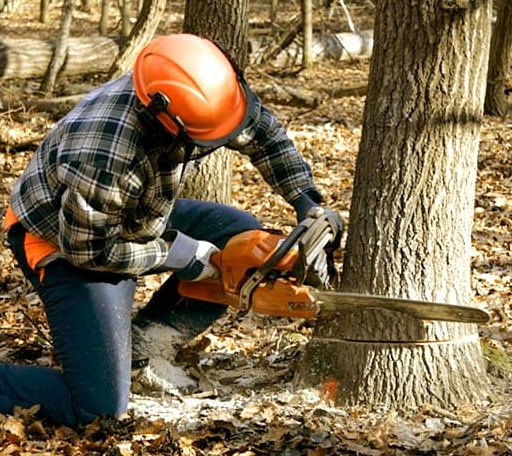 Tree Removal in Catharine, KS